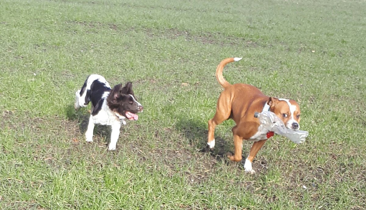 DogsAdventure's tweet photo. Having a pawsome time playing with a discarded plastic bottle we put it in the bin after playing with it. #littercontrol #woof #TongueOutTuesday #springer #staffie #springerspaniel https://t.co/4jhpgie5vu