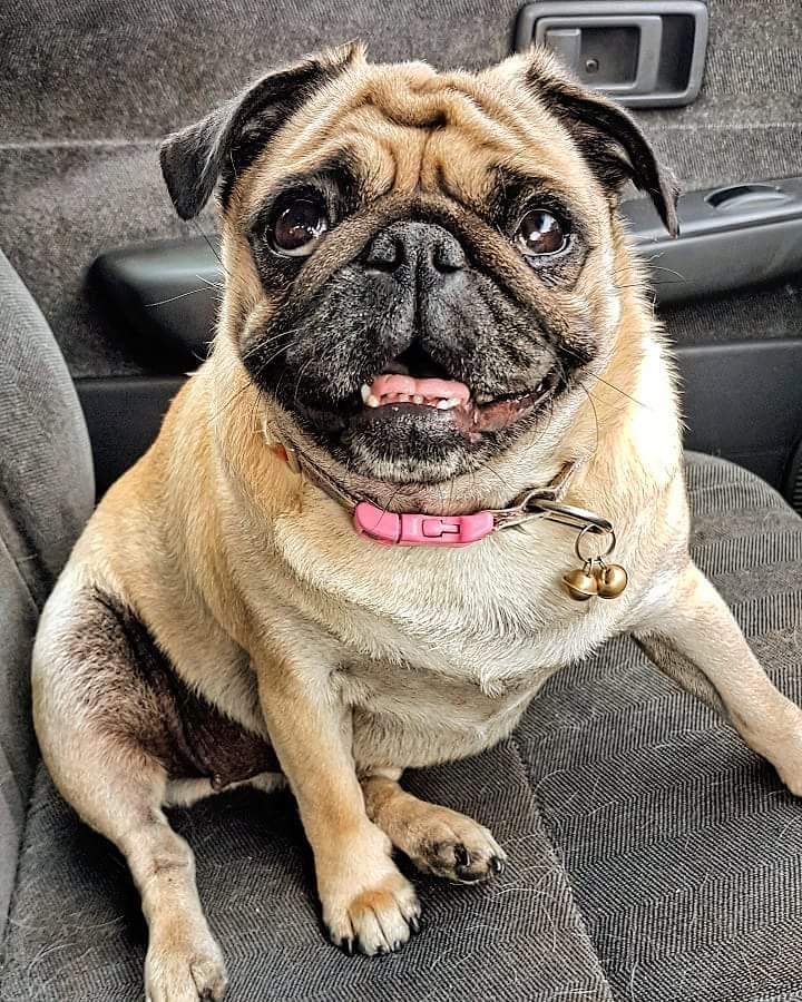 My sweet little Shaniqua turns 3 today! 🎂