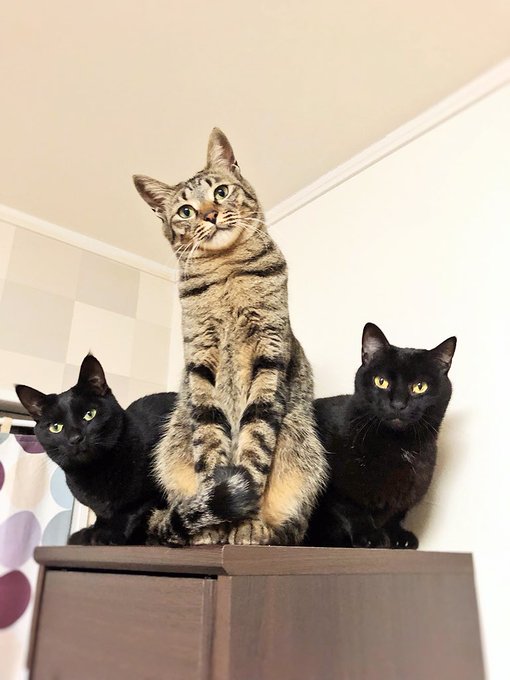 Twitter発 そのポーズは一体何なの ってなる猫たちｗ Matomehub まとめハブ