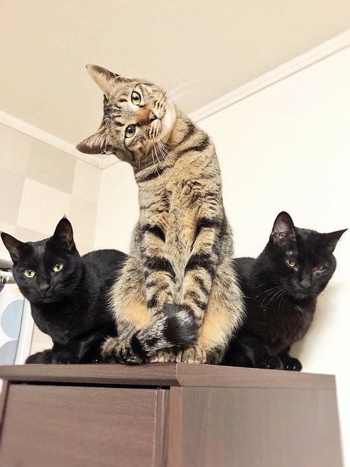 Twitter発 そのポーズは一体何なの ってなる猫たちｗ Matomehub まとめハブ