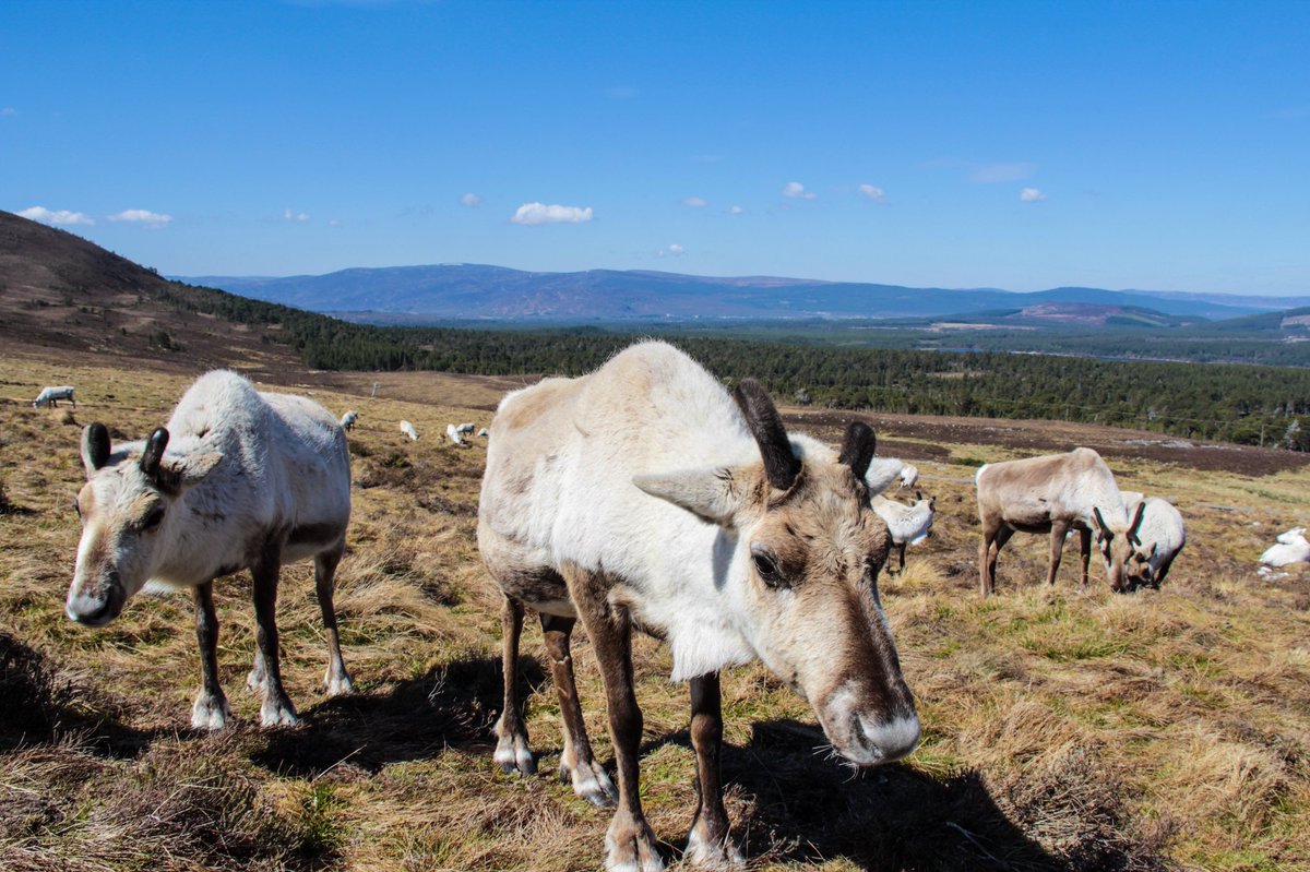 fibiii91's tweet photo. I didn‘t know that reindeer exist in Scotland 😍 I was more than happy to be so close to those beautiful animals in the Cairngorm National Park 😍 @VisitCairngrms @cairngormsnews @VisitScotland #cairngormreindeerherd #Scotland 
https://t.co/jHgXZgjXp8 https://t.co/j4HNWZ9Knx