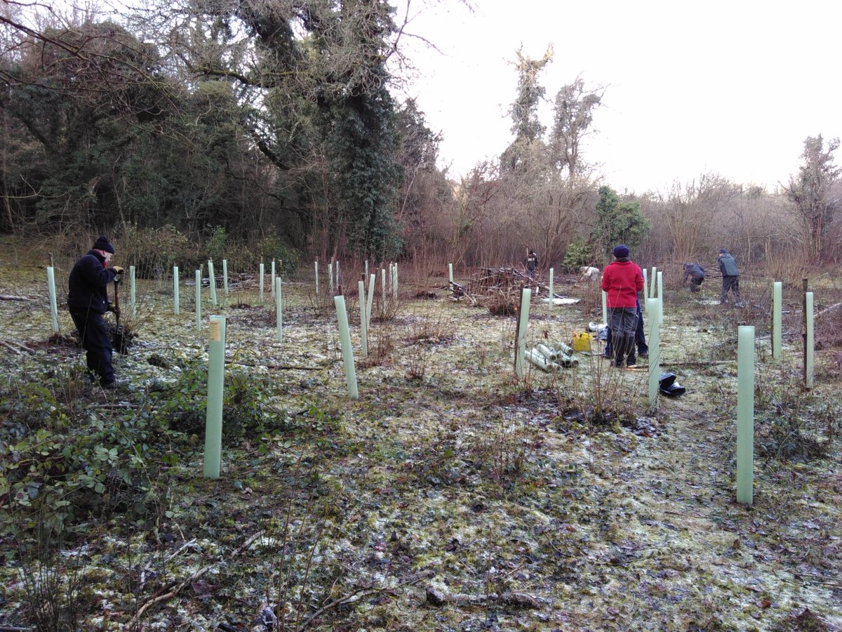TCVCroydon's tweet photo. We will be planting Hazel trees in Happy Valley this Wed &amp; Thurs. Join in, feel good https://t.co/9xttD3DDI0 https://t.co/pJxDjcGLzl