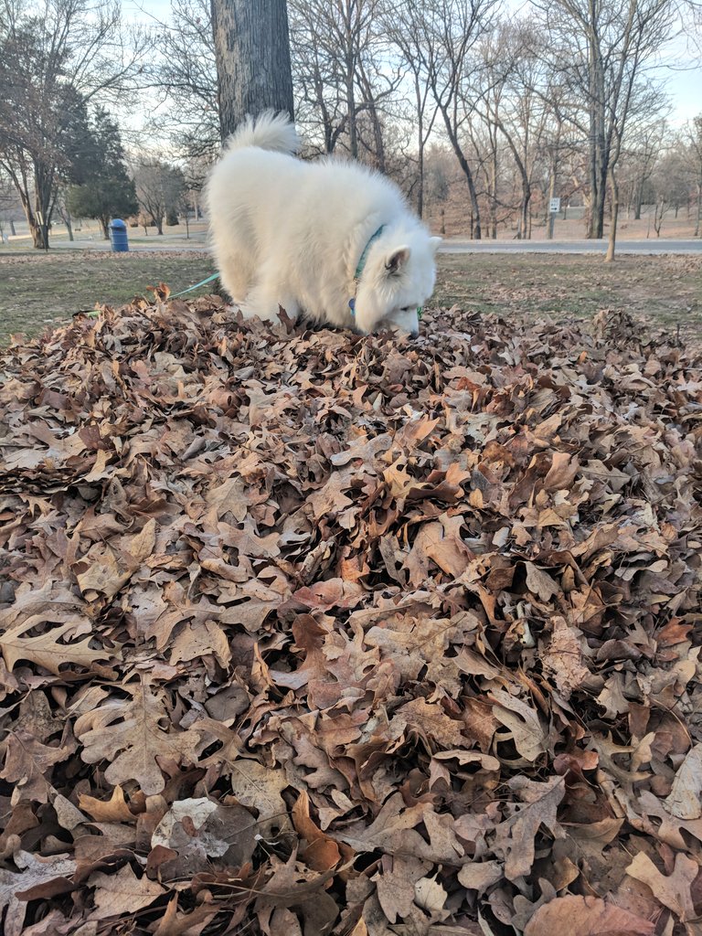 MoTheSamoyed's tweet image. These smell so good! #leafpile