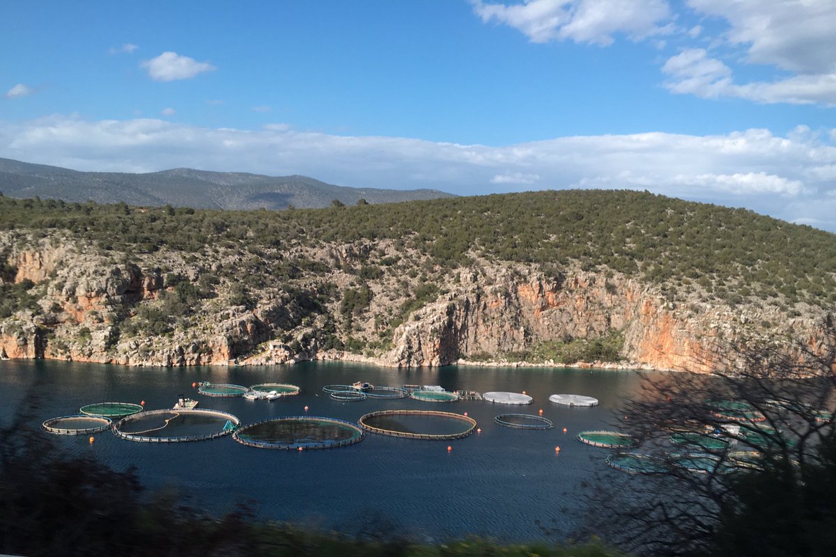 Davoh's tweet photo. Every year I see more aquaculture in Greece. Today I took my students on a tour of this farm in the Saronic Gulf. #EnvironmentalPhilosophy #HumanitiesLabs https://t.co/q2BurZ3tCs