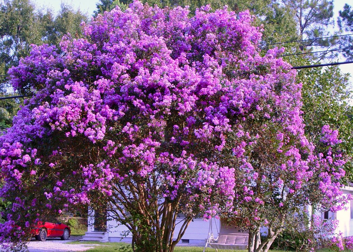 DangeloProperty's tweet image. Have you pruned your Crape Myrtle? If you do not, you can get lichen and other fungus that can kill your tree. If you want a full, flush look; pruning is a must!  It's not too late to still prune this beautiful tree before they start flushing back out in May.