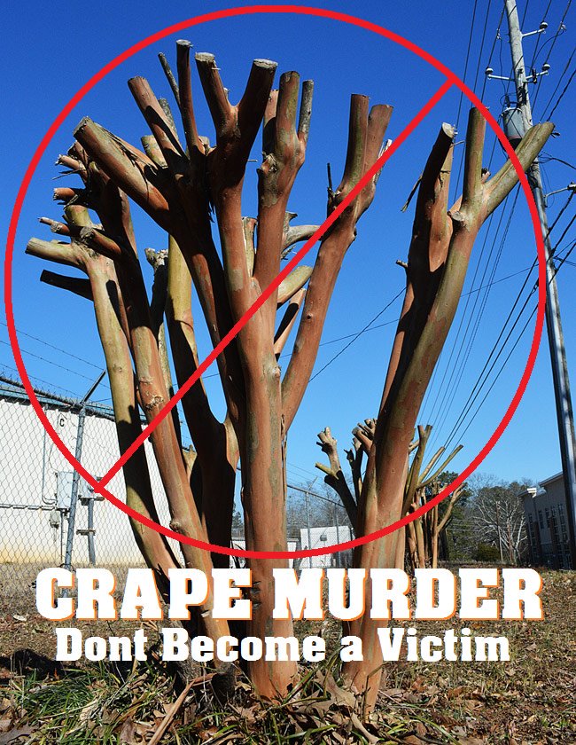 DangeloProperty's tweet image. Have you pruned your Crape Myrtle? If you do not, you can get lichen and other fungus that can kill your tree. If you want a full, flush look; pruning is a must!  It's not too late to still prune this beautiful tree before they start flushing back out in May.