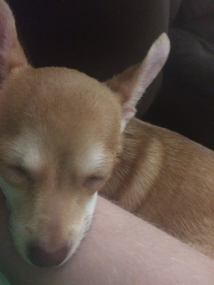 SomeDankWeaboo's tweet photo. Oh man, I love this little bastard. https://t.co/5z59DYhbzi