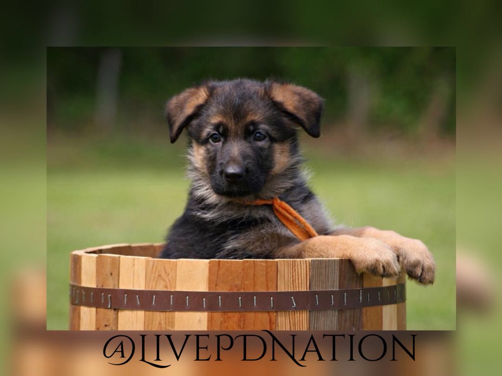 When I grow up I'll serve and protect........
#k9strong 🐾
#BluePawsMatter 🐾
#LivePD 🚔
#LivePDNation 🇺🇸
#livepdwatchparty 📺