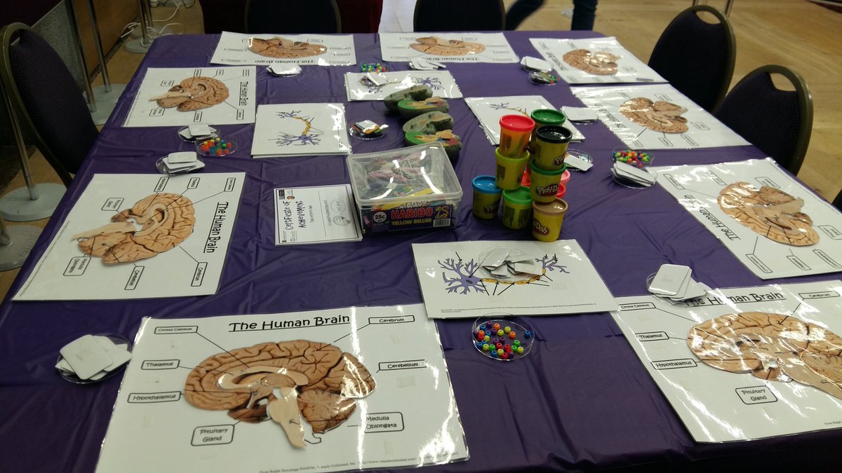 Cellexplorers's tweet image. It is #BrainAwarenessWeek ! Olivia, @AnuLumisoft  &amp;amp; Rebecca have reactivated the #brainexplorers workshop, ran by @Amira_etc before !  They joined the wonderful @NUIGNeuroCentre Brain exhibition in the @nuigalway Aula maxima! #believeinscience #welovescience #sciencerolemodels