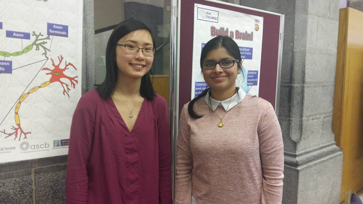 Cellexplorers's tweet image. It is #BrainAwarenessWeek ! Olivia, @AnuLumisoft  &amp;amp; Rebecca have reactivated the #brainexplorers workshop, ran by @Amira_etc before !  They joined the wonderful @NUIGNeuroCentre Brain exhibition in the @nuigalway Aula maxima! #believeinscience #welovescience #sciencerolemodels