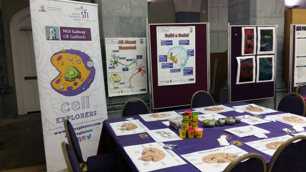 Cellexplorers's tweet image. It is #BrainAwarenessWeek ! Olivia, @AnuLumisoft  &amp;amp; Rebecca have reactivated the #brainexplorers workshop, ran by @Amira_etc before !  They joined the wonderful @NUIGNeuroCentre Brain exhibition in the @nuigalway Aula maxima! #believeinscience #welovescience #sciencerolemodels