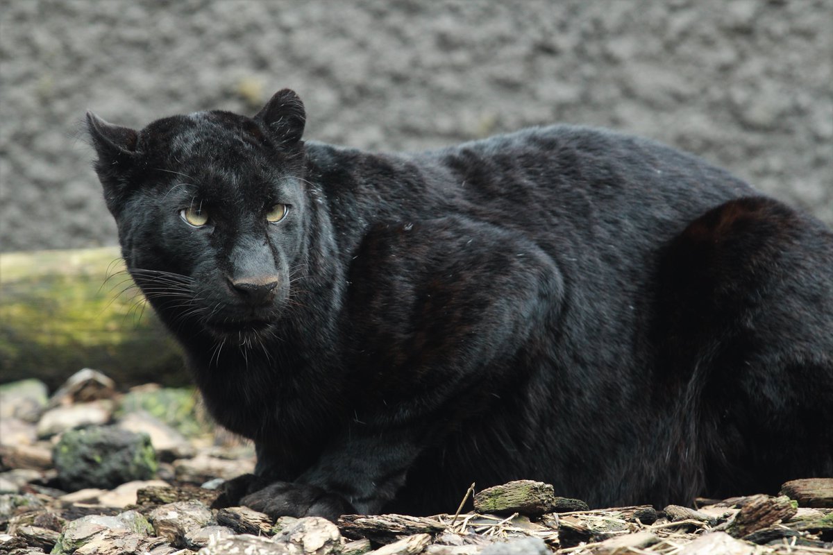 Twitter 上的 うにく クロヒョウはヒョウの黒変種であり クロヒョウという種が存在するわけではありません よく見ると体のヒョウ柄も確認できます 日光が当たっていると見えやすいです クロヒョウ ヒョウ 富士サファリパーク T Co Esgpb8oyl3 Twitter Twitter 上的 うにく クロヒョウはヒョウの黒変種であり クロヒョウという種が存在するわけではありません よく見ると体のヒョウ柄も確認できます 日光が当たっていると見えやすいです クロヒョウ ヒョウ 富士サファリパーク T Co Esgpb8oyl3 Twitter