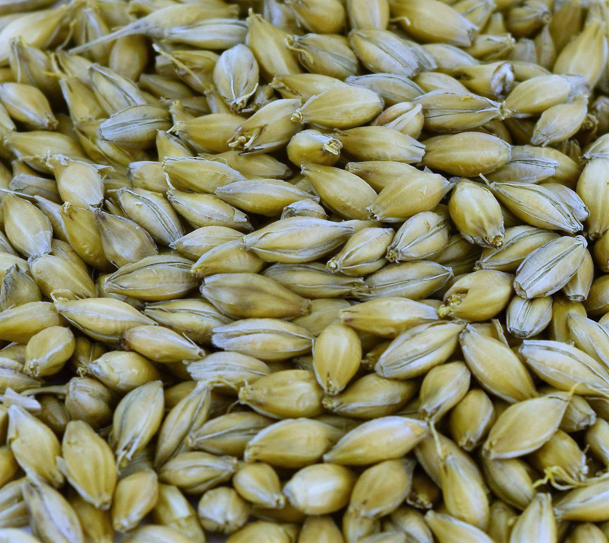 CrispMalt's tweet photo. For #ScienceWeek2018 it's worth exploring  #science of #malting as well as #brewing eh @MagbInfo @BrewJournal/ https://t.co/u8yy7g9hJW