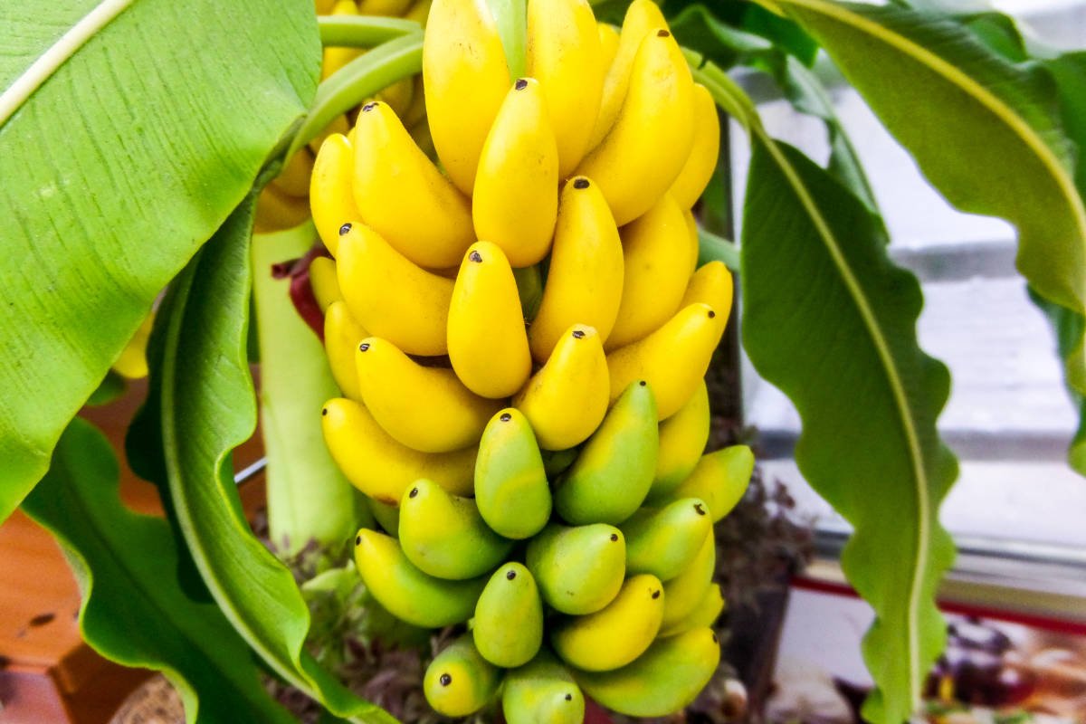 Agri_FinanceKe's tweet photo. The most popular fruits in the world.
Rank    Fruit 
1        Tomatoes  
2         Bananas 
3        Watermelons 
4        Apples 
5        Grapefruit 
6        Grapes 
7        Oranges 
8        Mangoes 
9        Plantains 
10      Tangerines
  https://t.co/tBKWjWt2c9 https://t.co/eUrkT00uL3
