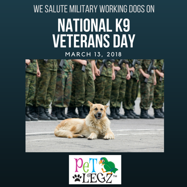 PetLegz's tweet image. We salute Dogs in the Military on K-9 Veterans Day on March 13th! 🐕 Use coupon code petlegz15 for 15% off!
*
*
*
*
*
 #k9veteransday2018 #dogsinthemilitary #armydogs #doglovers #dogsofinstgram #dogslife #petlegz