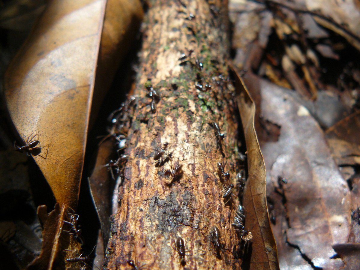 FarrowPest's tweet photo. #DidYouKnow termite workers and soldiers are almost always blind! #FunFact https://t.co/wb3EtE5AJy