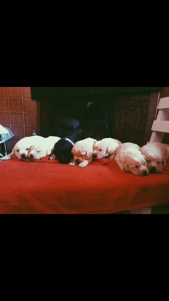 dadomher's tweet photo. Estos cachorros necesitan una familia. Son preciosos y son totalmente gratis! Si quieres uno o sabes de alguien que pueda interesarle, ponte en contacto conmigo 😊 (RT 🙏🏻) https://t.co/hvPY1wpPsQ