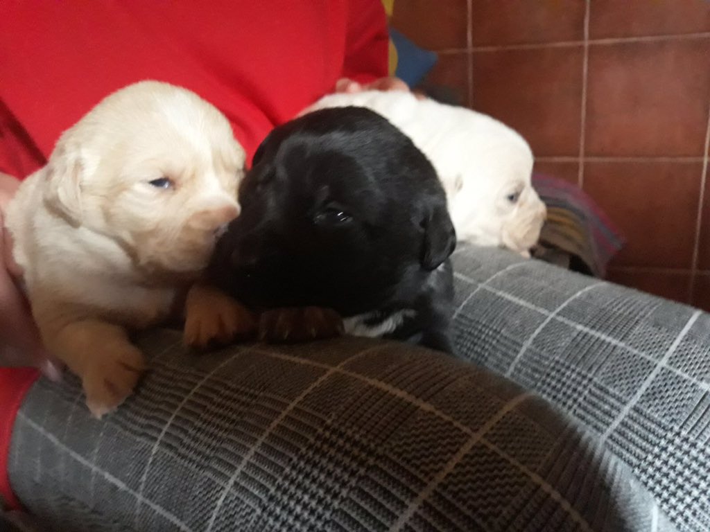 dadomher's tweet photo. Estos cachorros necesitan una familia. Son preciosos y son totalmente gratis! Si quieres uno o sabes de alguien que pueda interesarle, ponte en contacto conmigo 😊 (RT 🙏🏻) https://t.co/hvPY1wpPsQ