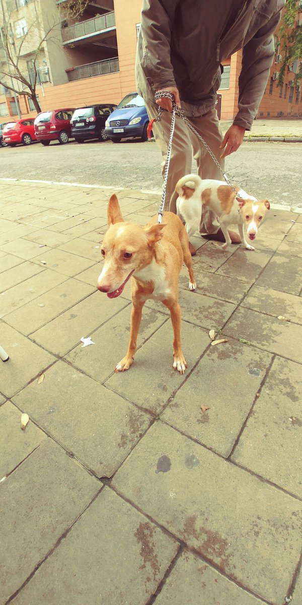 URGENTEEEEE!!!Hay que buscar hogares a estas 4preciosidades..su dueño esta enfermo terminal.Ayudemos entre tod@s vamos a conseguirlo.