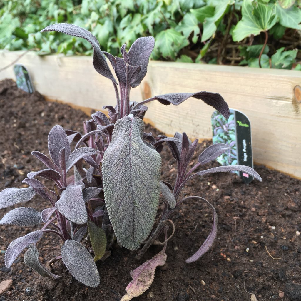 Herbs jazzing up the roof terrace <a href="/CoinStreet/">Coin Street</a> after our community planting day. Herbs lovingly grown and delivers by <a href="/pepperpotherbs/">Pepperpot Nursery</a> 🌿🌿
