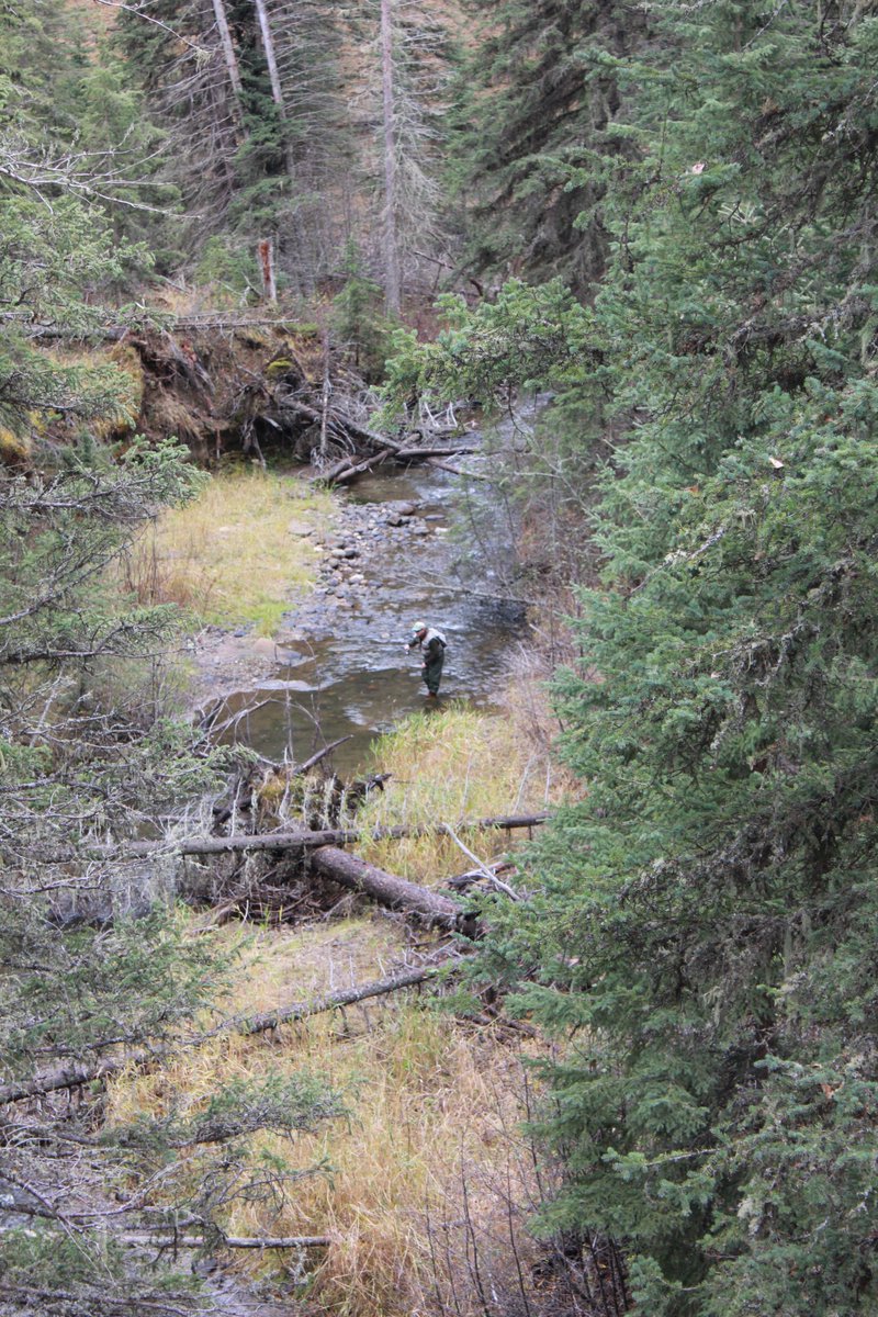alberta_bha's tweet photo. Part #fishing, part #adventure, and 100% rewarding. #fish #publiclands #BHAAlberta #fishing #hunt #hunting #keepitpublic #albertafishing #explorealberta #yyc #yql #yeg #yqf #calgary #edmonton #lethbridge #bighornwildland #RamRiver Credit: S. Stoyberg https://t.co/DCdDm1S5EJ