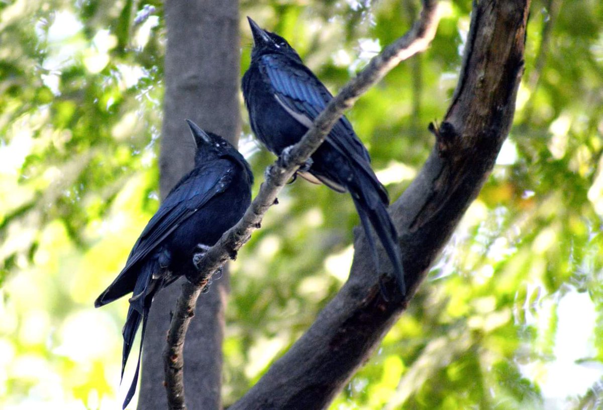 Rita_2110's tweet photo. #Romance is in the ...trees :)
#FunwithCamera https://t.co/OsYi5GxMmG