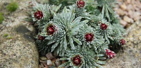 vegetos123's tweet photo. Rare mineral vaterite, a form of #calcium carbonate, is a dominant component of the protective silvery-white crust that forms on the #leaves of European Saxifraga #species discovered for first time. More https://t.co/iDaUs1Gj6V https://t.co/vC1MPvWCM1