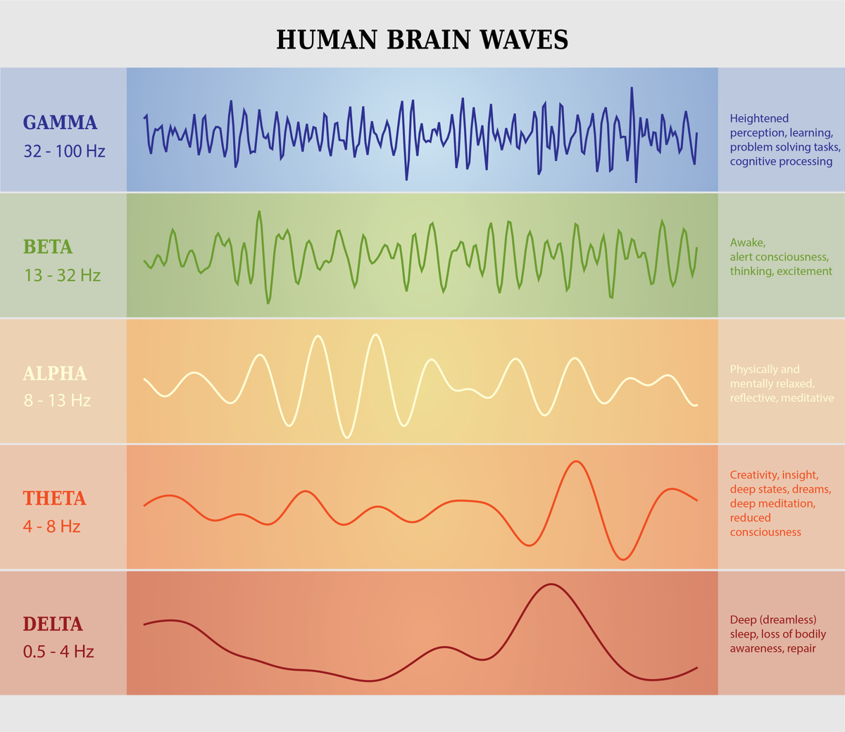 Everything you ever wanted to know about #brainwaves 🧠🌊in the context of Muse: the brain sensing headband explained in our latest blog article - "A Deep Dive Into Brainwaves: Brainwave Frequencies Explained" choosemuse.com/blog/a-deep-di… #choosemuse #musemeditation #neurofeedback