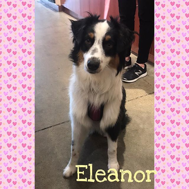 TDBDALLAS's tweet photo. Eleanor came in this morning for a buffalo chew knot! #buffalobones #dogchew #safedogchew #allnatural  #allnaturaldogtreats #threedogbakery #threedogbakerydallas #unleashthelove #westvillagedallas #uptowndallas #dallasdogs #dallasdogsofinstagram #weloved… https://t.co/ZZSkPCAfnm https://t.co/TqK2VMuEq2