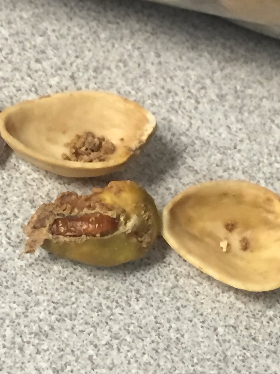 tyfletemier's tweet photo. @getcrackin is this part of the pistachio?? 🤮😡 https://t.co/JkFleaxN9t