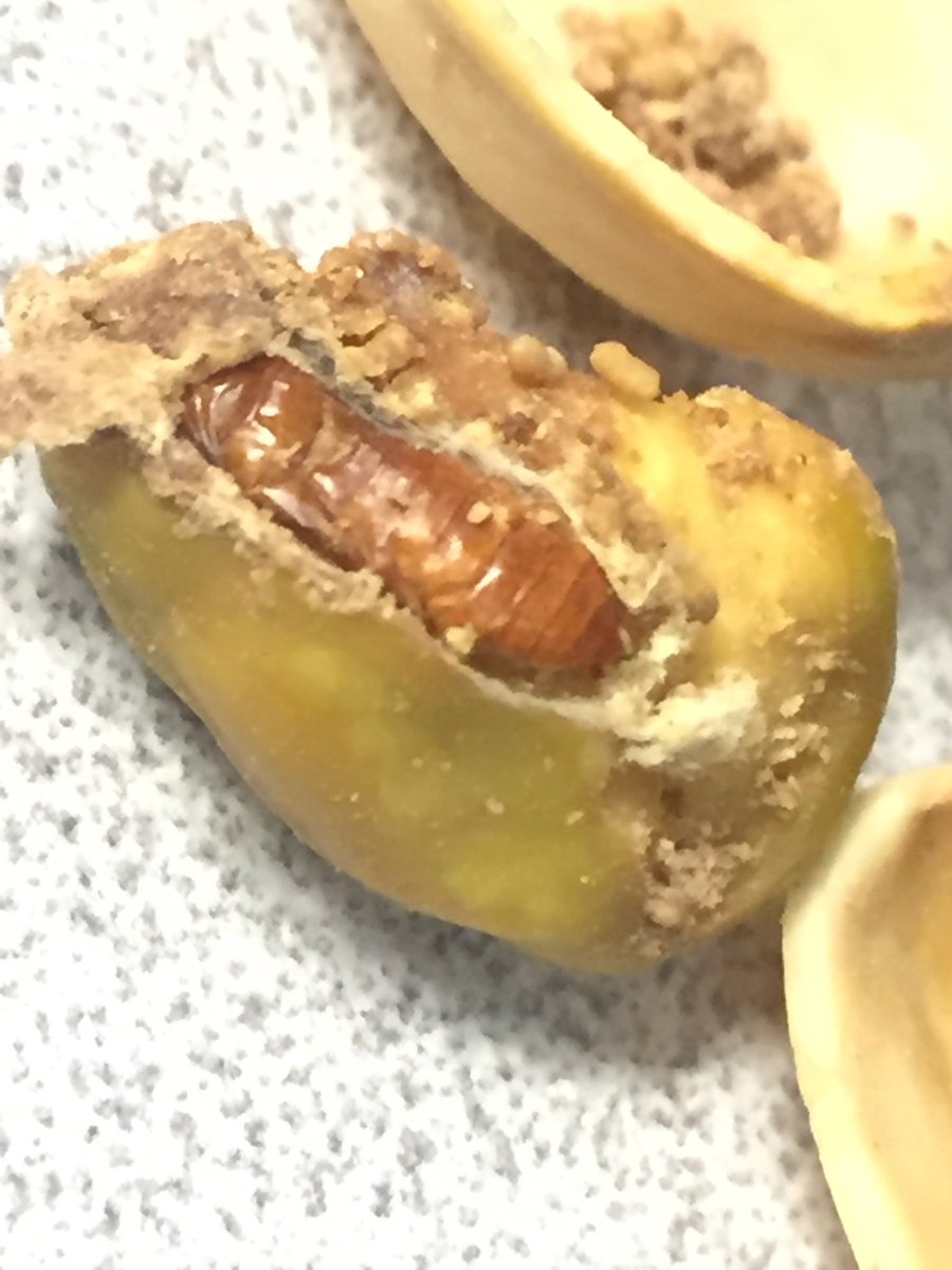 tyfletemier's tweet photo. @getcrackin is this part of the pistachio?? 🤮😡 https://t.co/JkFleaxN9t