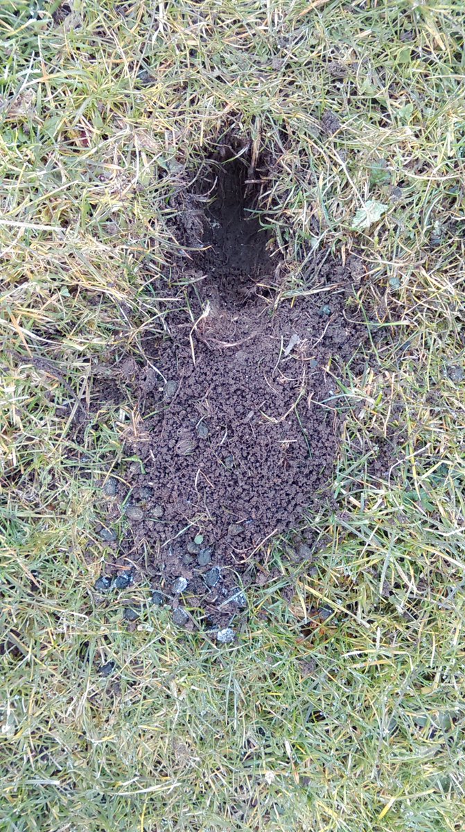 SouthLanClan's tweet image. Did someone say #PooTuesday? #PooDunnit this week? Have a guess, you know you want to ... @scottishbadgers