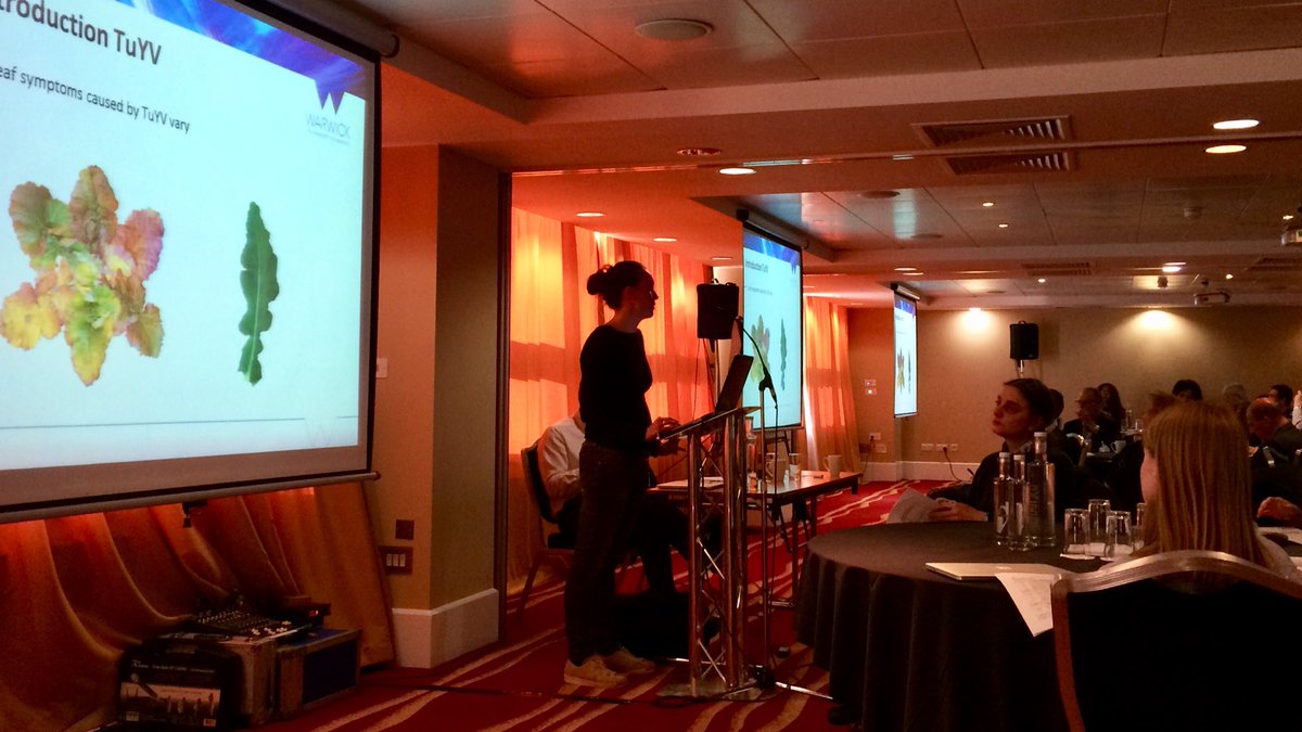 James_Phi's tweet photo. Diana Katschnig @WarwickCrop is developing a new decision support system for managing #TurnipYellows - a major Brassica disease #hapi2018 https://t.co/ZE7rj57Tnb