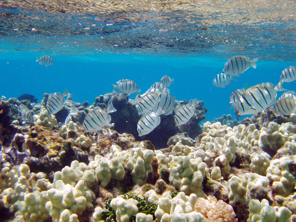OregonSeaGrant's tweet image. Can coral microbes protect reefs from climate change? Scientists are investigating the role microbiomes play in coral health, trying to identity those microbial traits that make coral reefs resilient to rising ocean temperatures and bleaching events. bit.ly/2p7NbqX