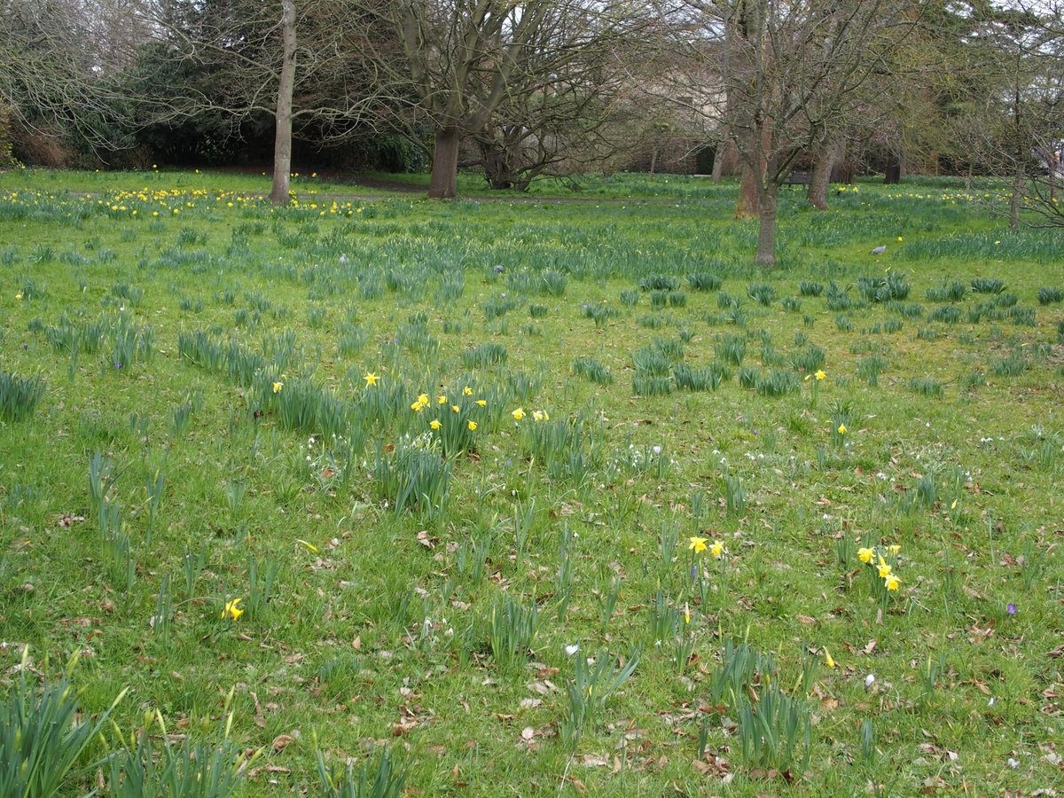 Tourshuttle's tweet image. The Wilderness at Hampton Court Palace is beginning to make its own Spring Statement @hampton_court!  Soon the sea of over 1 million beautiful daffodils will be complete!  Don't miss seeing this wonderful spectacle.  #daffodils #HamptonCourtPalace #SpringBreak #SpringStatement