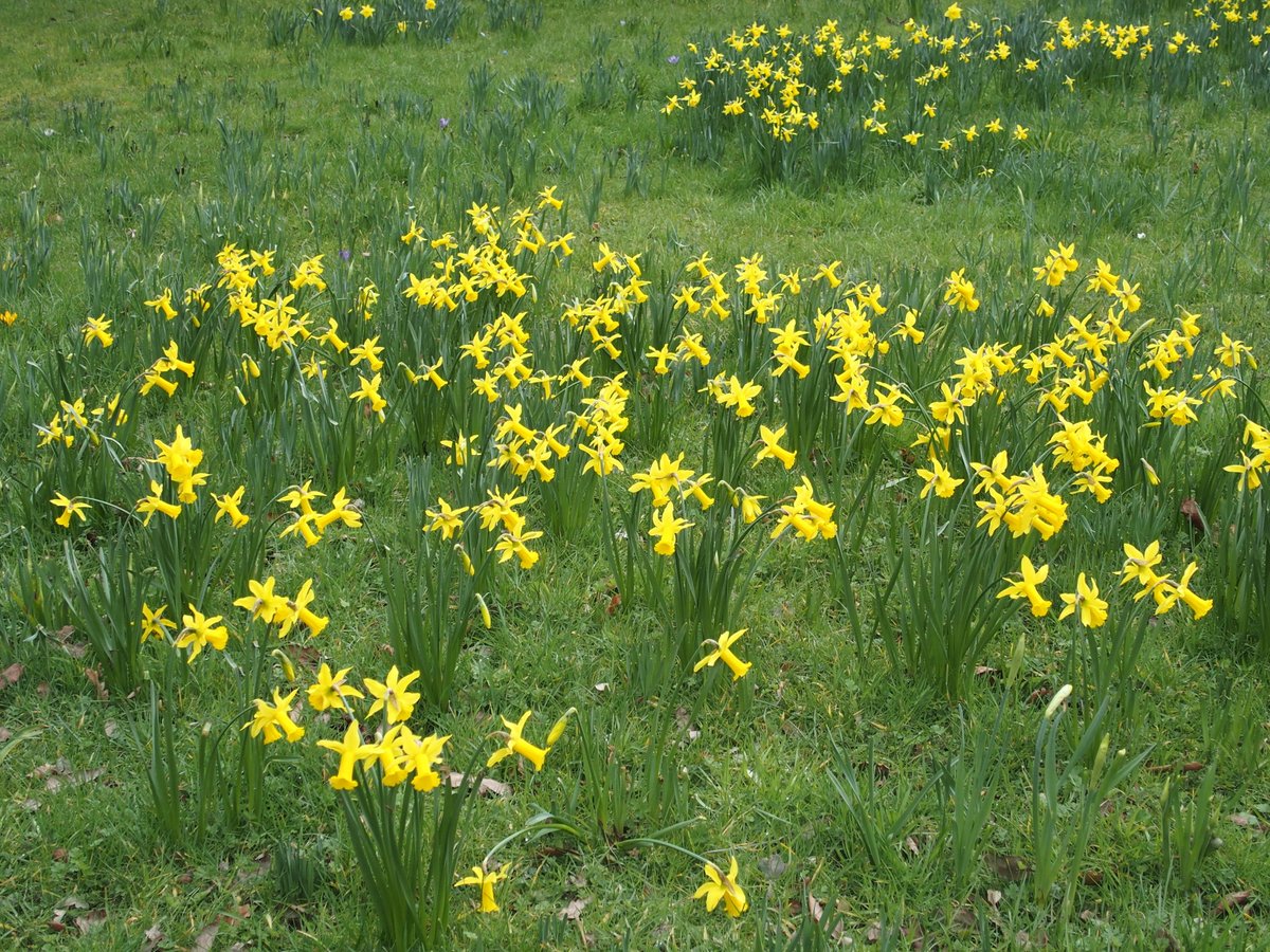 Tourshuttle's tweet image. The Wilderness at Hampton Court Palace is beginning to make its own Spring Statement @hampton_court!  Soon the sea of over 1 million beautiful daffodils will be complete!  Don't miss seeing this wonderful spectacle.  #daffodils #HamptonCourtPalace #SpringBreak #SpringStatement