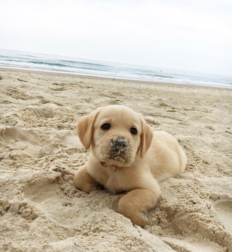 You’re kidding me. We only rate dogs. Please don’t send in mischievous sandy sea slugs. Show some respect. Thank you... 13/10