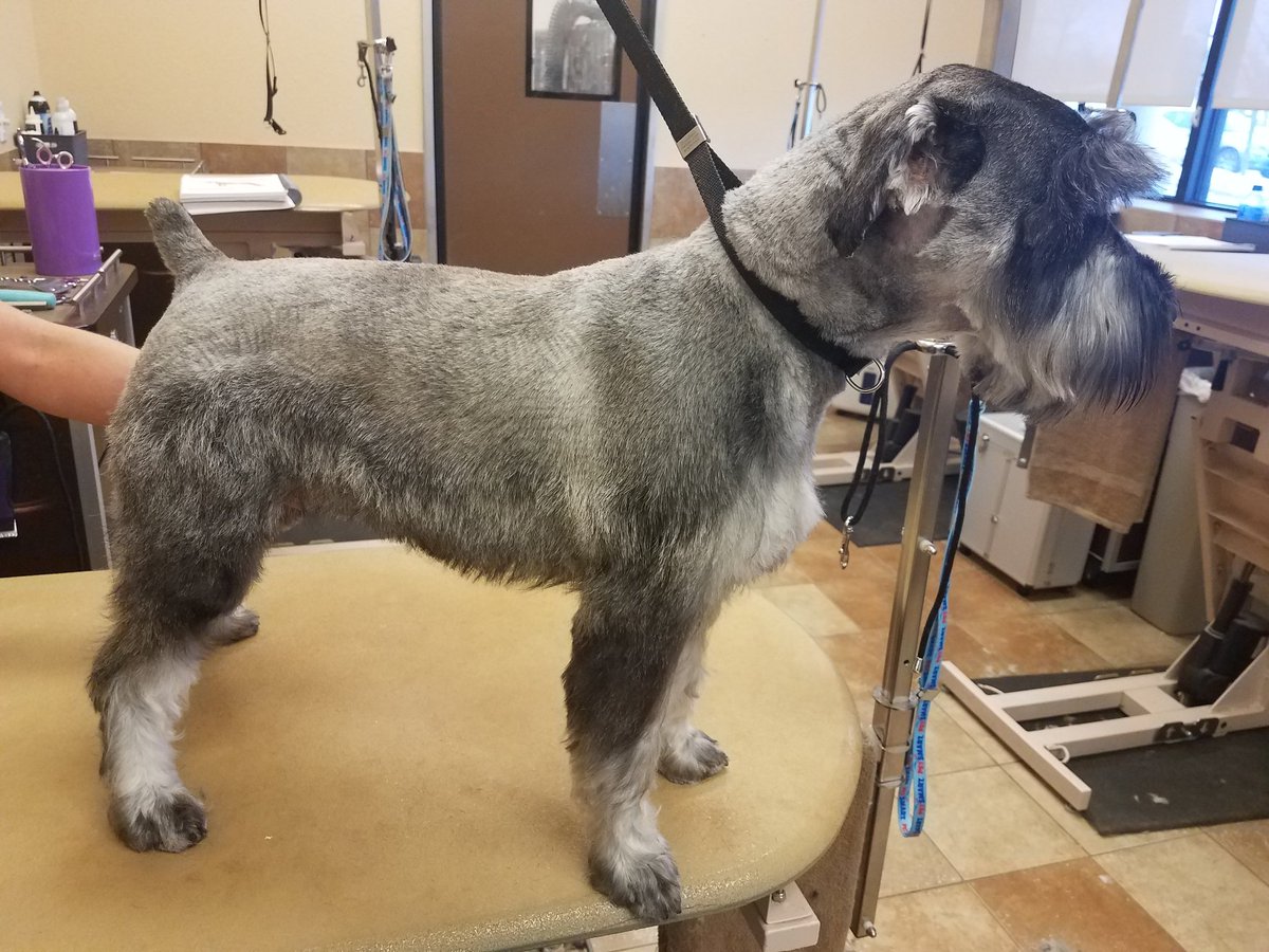 Professional pet stylist Nicole with a breed trim on Orion  #2144 #enj #northeastgrooming