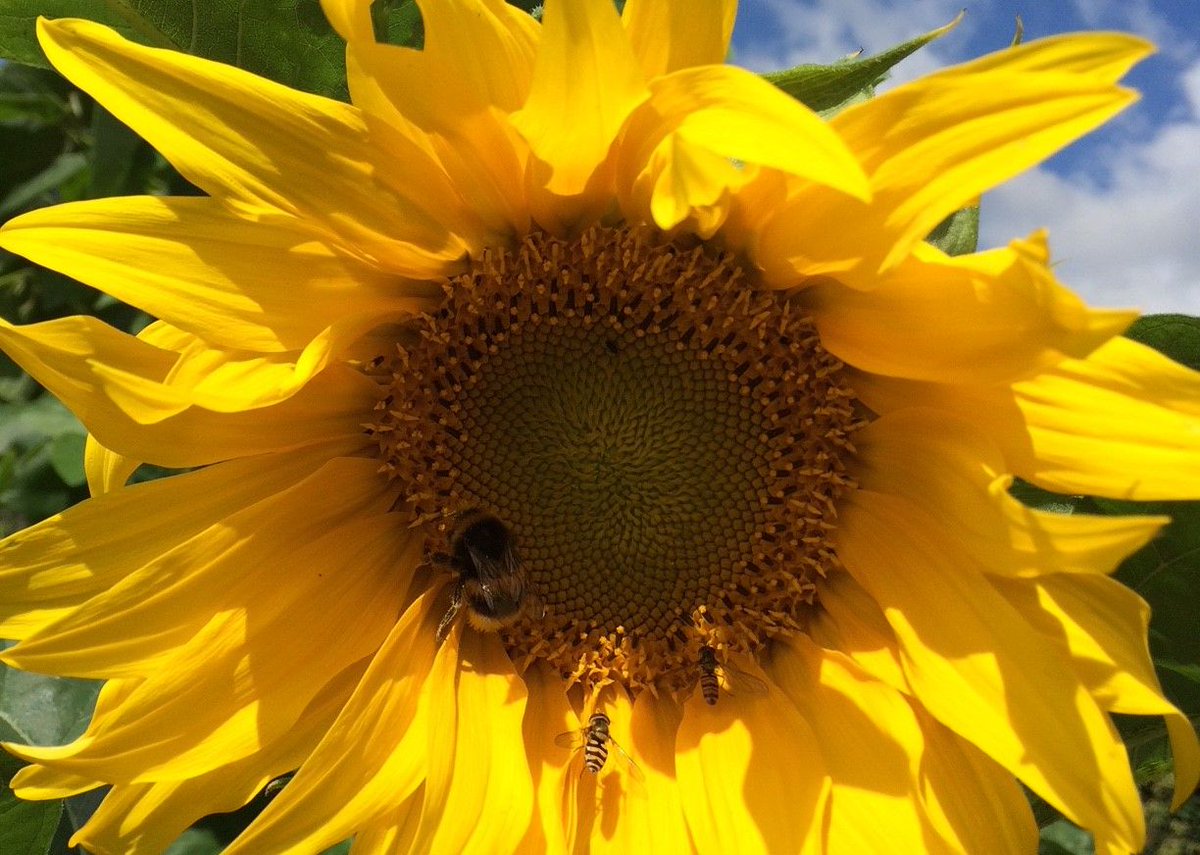 Lovely article from <a href="/SussexUni/">University of Sussex</a> on the best garden flowers for bees.  Lots of herbs and good companion plants in here, including #thyme, #rosemary, borage, marjoram and more ... buff.ly/2Gm3urr #pollinators #gardeningtips #growyourown