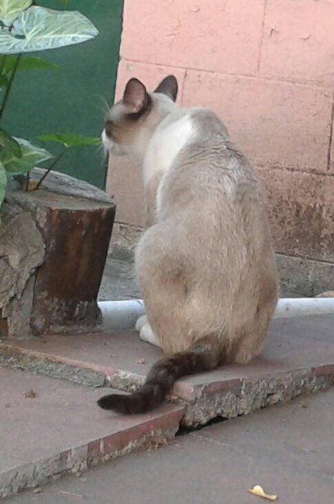 Dakapo64's tweet photo. #Gaticus 🐈 https://t.co/fAoiLcixji