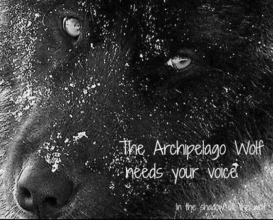 AEAllen27's tweet photo. Tell your senators to protect the #TongassNationalForest from the axe via @Defenders
One of most biologically diverse forests on Earth, the Tongass is home to bald #eagles, brown #bears in the world & rare #AlexanderArchipeligoWolves https://t.co/nzbda4wWV1 https://t.co/B0ZxsjQeez