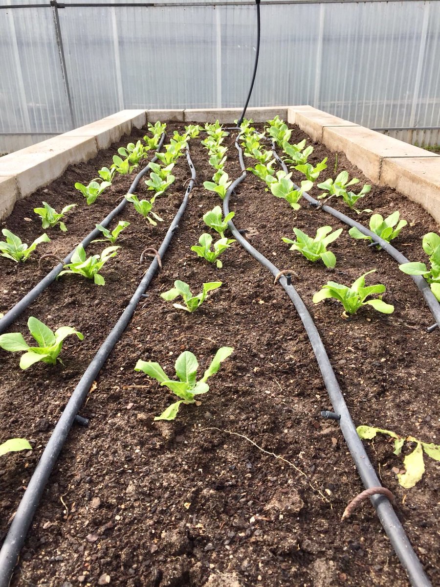 Dip_Va's tweet photo. .@Dip_Va comprometida con la #Eduación #Ambiental. 
Prueba de ello es el huerto ecológico plantado y cuidado por l@s alumn@s de diferentes colegios de #CyL y que ya va dando sus frutos en el CIN de #Matallana @turvalladolid @educacyl https://t.co/tQGt7UXjuH