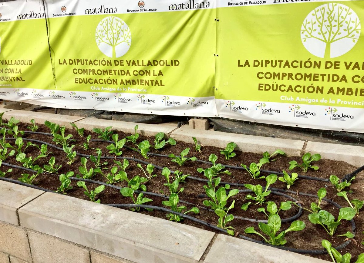 Dip_Va's tweet photo. .@Dip_Va comprometida con la #Eduación #Ambiental. 
Prueba de ello es el huerto ecológico plantado y cuidado por l@s alumn@s de diferentes colegios de #CyL y que ya va dando sus frutos en el CIN de #Matallana @turvalladolid @educacyl https://t.co/tQGt7UXjuH