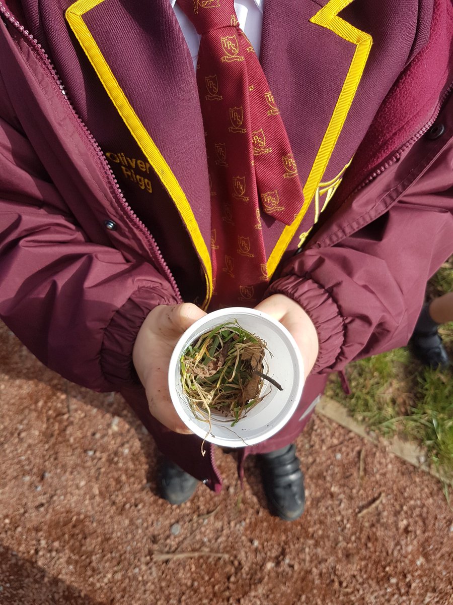 TPSPoohBears's tweet photo. Day 2 of Science Week: Pooh Bear's created a microhabitat for minibeasts in a cup. They collected twigs, bark &amp; dried leaves before adding sugar to attract the minibeasts! They will be visiting each day to check on their progress, so fingers crossed! https://t.co/cD4FEUWY3J