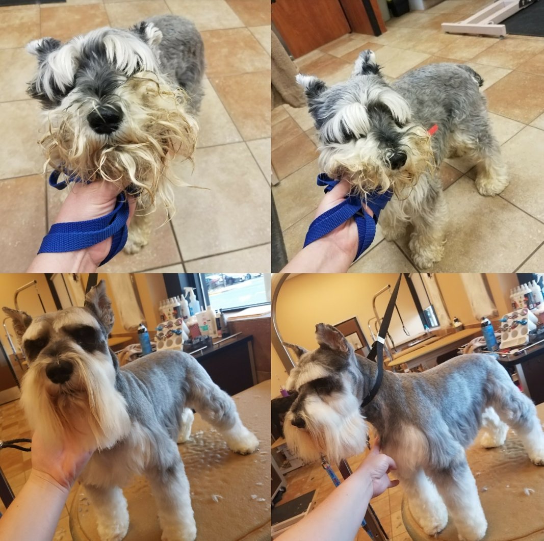 Breed trim by Jennifer #2144 #enj #northeastgrooming <a href="/ssklr11/">Kristie Reisenweaver</a>