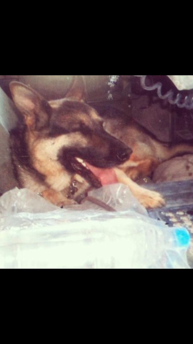 Megan Leavey tweet media