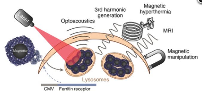sigisupertramp's tweet image. Check out our latest work on genetically controlled magnetoferritin uptake for multi-modal #imaging and #actuation published @advfunctmater. Congrats to first author, my friend Chris. #magnetogenetics onlinelibrary.wiley.com/doi/10.1002/ad…