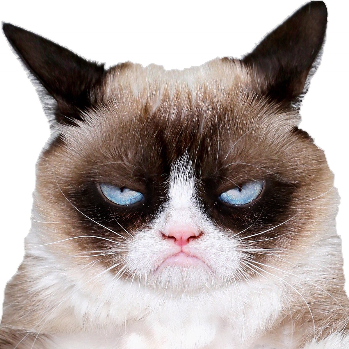 Image result for grumpy cat