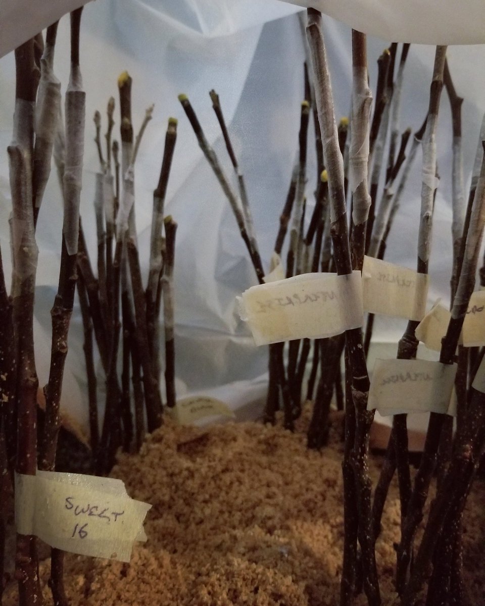 Newborn apple trees awaiting transport to the orchard.
#spring #grafting #appletrees #orchard