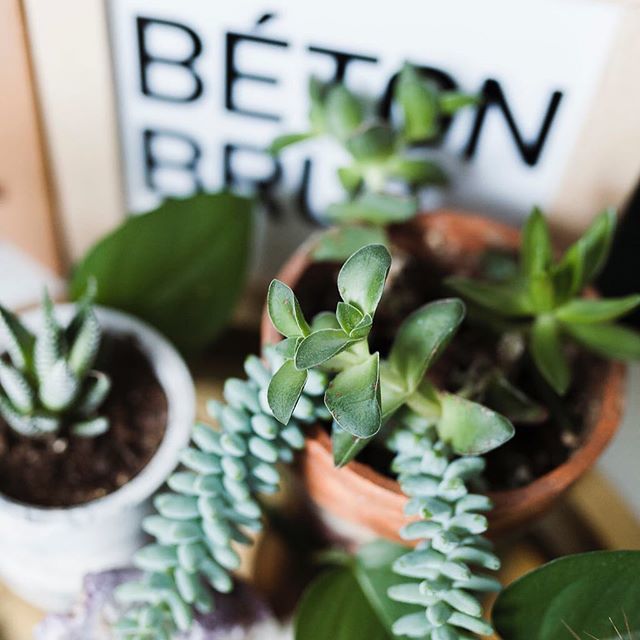 betonbrutdesign's tweet image. I can feel that spring air coming and my plants are loving the longer sunlight hours 🌱 I'm feeling so energized and excited for another set of spring markets and travel!!! #almostspringtime #betonbrutdesign sign done locally @saskatoonmakerspace 😍 su… ift.tt/2p8LEk9